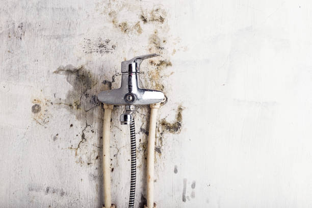Best Toxic Mold Removal  in Pawtucket, RI