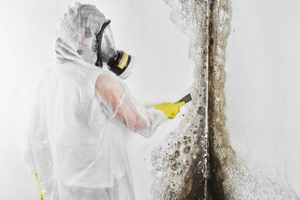 Best Mold Remediation Experts  in Pawtucket, RI