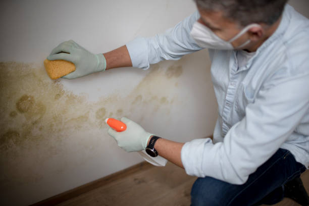 Trusted Pawtucket, RI Mold Removal Experts