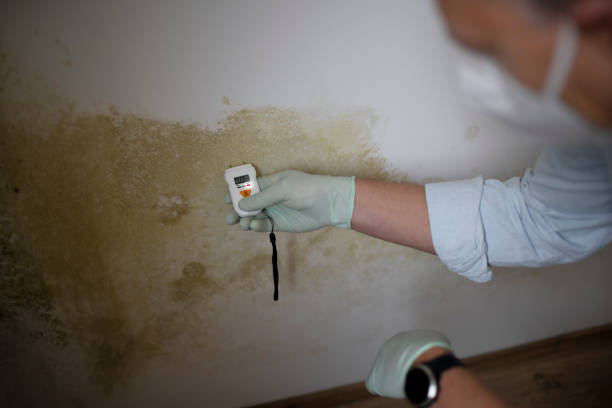 Best Office Mold Removal Services  in Pawtucket, RI
