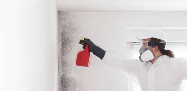Best Best Mold Removal Companies  in Pawtucket, RI