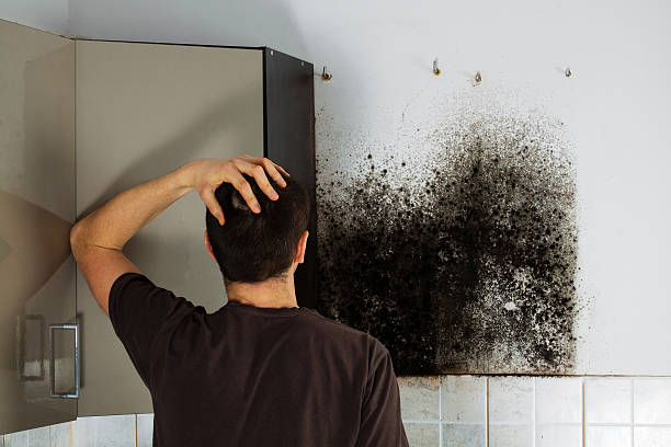 Best Mold Removal Near Me  in Pawtucket, RI