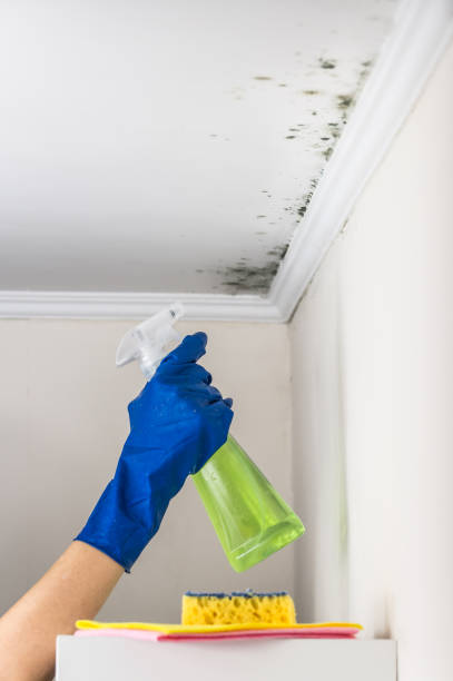 Best Fast Mold Removal  in Pawtucket, RI
